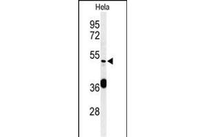 Western blot analysis of DDX49 Antibody (C-term) (ABIN653921 and ABIN2843155) in Hela cell line lysates (35 μg/lane).