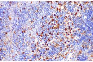 Immunohistochemistry of paraffin-embedded Mouse spleen using LGALS3 Polycloanl Antibody at dilution of 1:200 (Galectin 3 抗体)