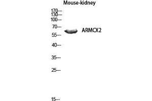 Western Blot (WB) analysis of Mouse Kidney lysis using ARMCX2 antibody. (ARMCX2 抗体  (Internal Region))