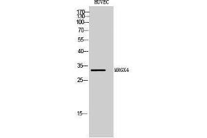 Western Blotting (WB) image for anti-MAS-Related GPR, Member X4 (MRGPRX4) (C-Term) antibody (ABIN3185635) (MRGPRX4 抗体  (C-Term))