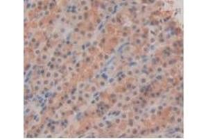 Detection of IL33 in Rat Stomach Tissue using Monoclonal Antibody to Interleukin 33 (IL33) (IL-33 抗体  (AA 110-261))