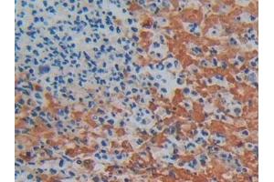 Immunohistochemistry (IHC) image for anti-Prostaglandin E Synthase 2 (PTGES2) (AA 145-357) antibody (ABIN7442885)