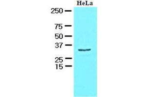 Western Blotting (WB) image for anti-HCLS1 Associated Protein X-1 (HAX1) (AA 1-279), (N-Term) antibody (ABIN400856) (HAX1 抗体  (N-Term))