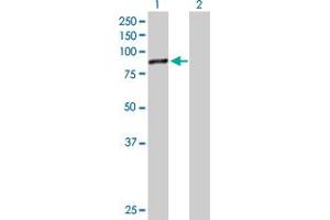 Western Blot analysis of DDX18 expression in transfected 293T cell line by DDX18 MaxPab polyclonal antibody. (DDX18 抗体  (AA 1-670))