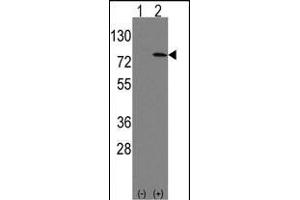 Western blot analysis of Leo1 (arrow) using rabbit polyclonal Leo1 Antibody (Human N-term) (ABIN388697 and ABIN2838783).
