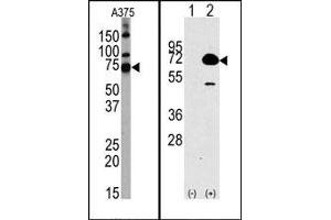 Image no. 1 for anti-Histone Deacetylase 10 (HDAC10) (N-Term) antibody (ABIN356657) (HDAC10 抗体  (N-Term))