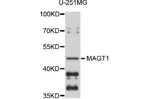 Western blot analysis of extracts of U-251MG cells, using MAGT1 antibody. (MAGT1 抗体)