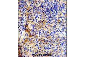 Formalin-fixed and paraffin-embedded mouse spleen reacted with IGJ Antibody (N-term), which was peroxidase-conjugated to the secondary antibody, followed by DAB staining. (IGJ 抗体  (N-Term))