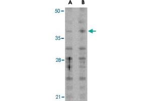 Western blot analysis of MCL1 in Raji cell lysates with MCL1 polyclonal antibody  at (A) 1 and (B) 2 ug/mL . (MCL-1 抗体  (N-Term))