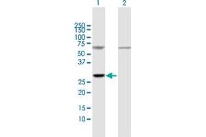 Western Blot analysis of ATP5F1 expression in transfected 293T cell line by ATP5F1 MaxPab polyclonal antibody. (ATP5F1 抗体  (AA 1-256))