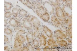 Image no. 4 for anti-Glial Cells Missing Homolog 1 (GCM1) (AA 108-166) antibody (ABIN599044) (GCM1 抗体  (AA 108-166))