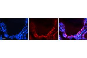Rabbit Anti-GJA1 Antibody   Formalin Fixed Paraffin Embedded Tissue: Human Thyroid Gland Tissue Observed Staining: Plasma membrane Primary Antibody Concentration: 1:100 Other Working Concentrations: N/A Secondary Antibody: Donkey anti-Rabbit-Cy3 Secondary Antibody Concentration: 1:200 Magnification: 20X Exposure Time: 0. (Connexin 43/GJA1 抗体  (Middle Region))