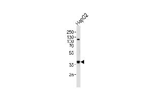 Western blot analysis of lysate from HepG2 cell line, using FGL1 Antibody (C-term) (ABIN656576 and ABIN2845837).
