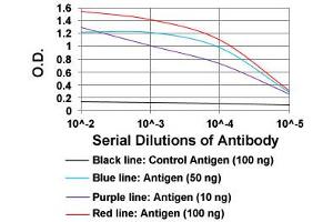 ELISA analysis of SMCP monoclonal antibody, clone 5C10D8  at 1:10000 dilution.