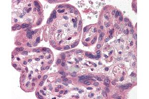Anti-SH3GLB1 / Bif-1 antibody IHC of human placenta. (SH3GLB1 抗体  (C-Term))