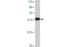 Western Blot detection against Immunogen (50. (ARHGDIG 抗体  (AA 1-225))