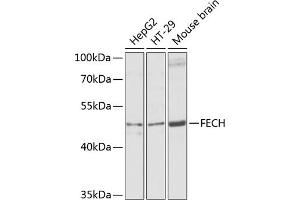 Western blot analysis of extracts of various cell lines, using FECH antibody (ABIN6130423, ABIN6140573, ABIN6140574 and ABIN6224474) at 1:1000 dilution. (FECH 抗体  (AA 1-200))