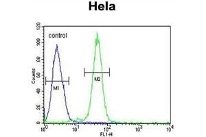 AGXT2 Antibody (C-term) flow cytometric analysis of Hela cells (right histogram) compared to a negative control cell (left histogram). (AGXT2 抗体  (C-Term))