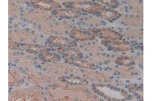 Detection of SPTAN1 in Human Kidney Tissue using Polyclonal Antibody to Alpha-Fodrin (SPTAN1) (SPTAN1 抗体  (AA 289-408))