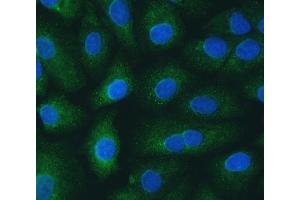 IF analysis of SH2D4A using anti-SH2D4A antibody (ABIN7601695). (SH2D4A 抗体  (AA 42-454))