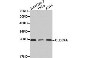 Western Blotting (WB) image for anti-C-Type Lectin Domain Family 4, Member A (CLEC4A) (AA 70-237) antibody (ABIN3016507)