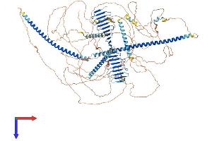 Protein Structure (PS) image for Centromere Protein J (CENPJ) (AA 1-1338) protein (His tag) (ABIN7553350)