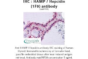 Image no. 1 for anti-Hepcidin Antimicrobial Peptide (HAMP) (AA 25-85), (full length) antibody (ABIN1723595) (Hepcidin 抗体  (full length))