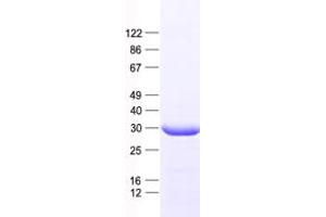 Histone H3.3 Protein (His tag)