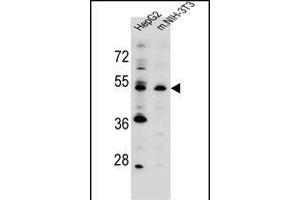 KCMF1 antibody (C-term) (ABIN655481 and ABIN2845002) western blot analysis in HepG2,mouse NIH-3T3 cell line lysates (35 μg/lane). (KCMF1 抗体  (C-Term))