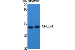 Western Blot (WB) analysis of specific cells using CREB-1 Polyclonal Antibody. (CREB1 抗体  (Ser257))