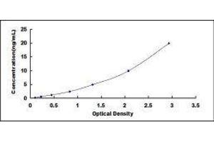 ELISA image for Mannose Receptor, C Type 1 (MRC1) ELISA Kit (ABIN417124)