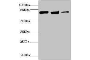 Western blot All lanes: KIF3A antibody at 9. (KIF3A 抗体  (AA 430-699))