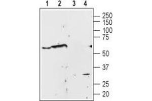 Western blot analysis of Human PC3  prostate carcinoma cell line lysate (lanes 1 and 3) and rat brain membrane (lanes 2 and 4): - 1,2. (alpha 1 Adrenergic Receptor 抗体  (2nd Extracellular Loop, Cys176))