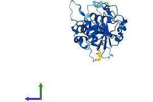 Protein Structure (PS) image for ST3 beta-Galactoside alpha-2,3-Sialyltransferase 6 (ST3GAL6) (AA 1-329) protein (His tag) (ABIN7559955)
