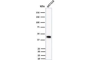 Western Blot Analysis of human HCT116 cell lysate using Cytokeratin 18 Mouse Monoclonal Antibody (DC10). (Cytokeratin 18 抗体)