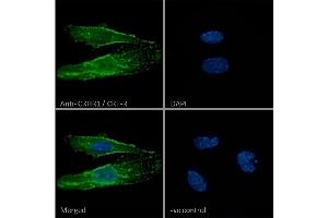 Immunofluorescence (IF) image for anti-Corticotropin Releasing Hormone Receptor 1 (CRHR1) (AA 107-117) antibody (ABIN238557)
