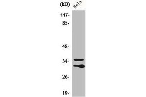 Western Blot analysis of HuvEc cells using C1qL2 Polyclonal Antibody (C1QL2 抗体  (C-Term))