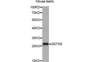 Western blot analysis of extracts of mouse testis, using GSTM2 antibody (ABIN6292965) at 1:1000 dilution. (GSTM2 抗体)