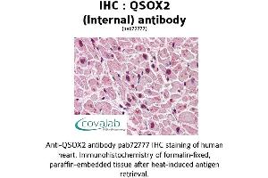 Image no. 2 for anti-Quiescin Q6 Sulfhydryl Oxidase 2 (QSOX2) (Internal Region) antibody (ABIN1738669) (QSOX2 抗体  (Internal Region))