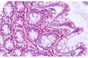 Anti-DUSP23 antibody IHC staining of human colon, epithelium. (DUSP23 抗体  (Internal Region))