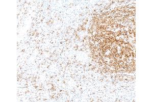 anti-Biotin antibody