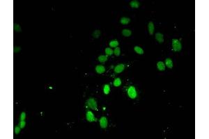 Immunofluorescent analysis of Hela cells using ABIN7139671 at dilution of 1:100 and Alexa Fluor 488-congugated AffiniPure Goat Anti-Rabbit IgG(H+L) (HIST1H3A 抗体  (3meLys4))