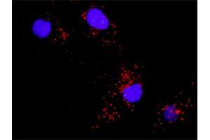 Proximity Ligation Analysis of protein-protein interactions between BAD and MAPK8. (BAD 抗体  (AA 1-168))