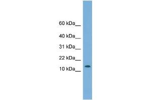 WB Suggested Anti-CHCHD1 Antibody Titration: 0. (CHCHD1 抗体  (N-Term))