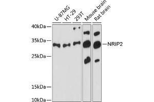 Western blot analysis of extracts of various cell lines, using NRIP2 antibody  at 1:3000 dilution. (NRIP2 抗体  (AA 1-281))