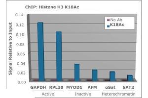 Chromatin Immunoprecipitation (ChIP) image for anti-Histone 3 (H3) (H3K18ac) antibody (ABIN5706753)