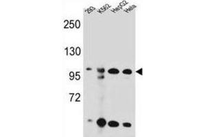 Western Blotting (WB) image for anti-Kinase Suppressor of Ras 2 (KSR2) antibody (ABIN2996197) (KSR2 抗体)