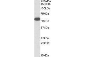 Western Blotting (WB) image for anti-GLUD1 / GLUD2 (Internal Region) antibody (ABIN2464612) (GLUD1 / GLUD2 (Internal Region) 抗体)