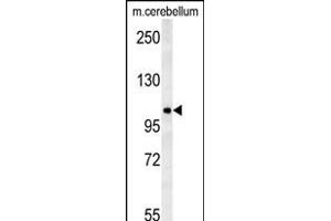 NDST2 Antibody (C-term) (ABIN651945 and ABIN2840469) western blot analysis in mouse cerebellum tissue lysates (15 μg/lane). (NDST2 抗体  (AA 817-844))