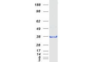 Western Blotting (WB) image for Protein Quaking (QKI) (Transcript Variant 1) protein (Myc-DYKDDDDK Tag) (ABIN2730241)